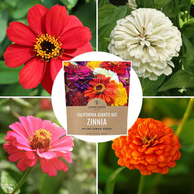 Sweet Yards zinnia California Giants mix 3,000 seeds offer ample planting options