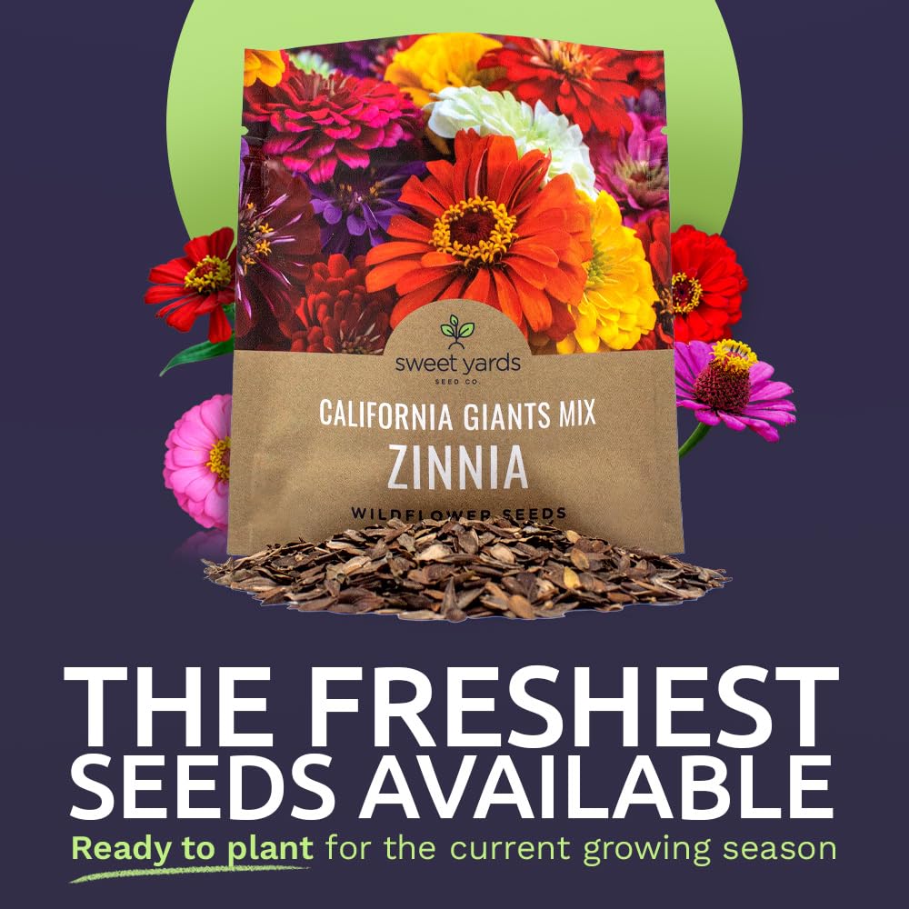 Sweet Yards zinnia seeds closeup highlights pure, healthy seeds ready to sow
