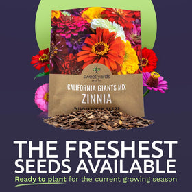 Sweet Yards zinnia seeds closeup highlights pure, healthy seeds ready to sow