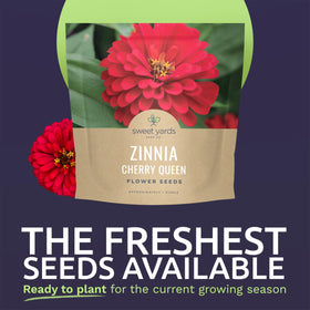 Sweet Yards Zinnia Cherry Queen blossoms suitable for cut bouquets