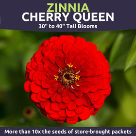Sweet Yards Zinnia Cherry Queen germination process with fresh seeds