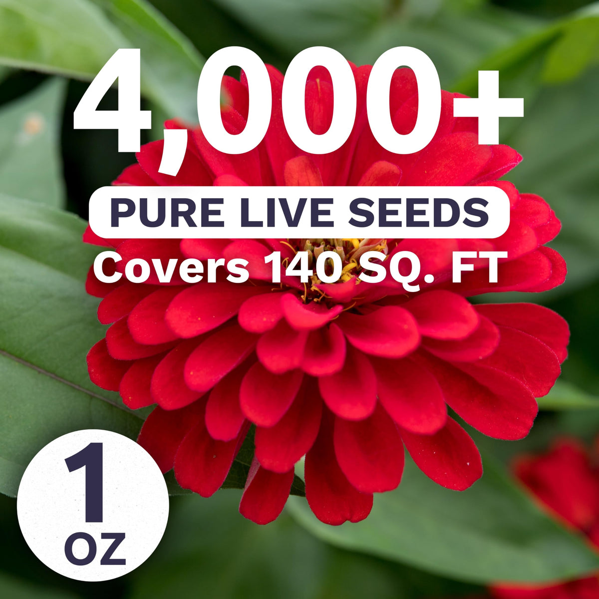 Sweet Yards Zinnia Cherry Queen thriving in warm sunny garden