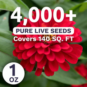 Sweet Yards Zinnia Cherry Queen thriving in warm sunny garden