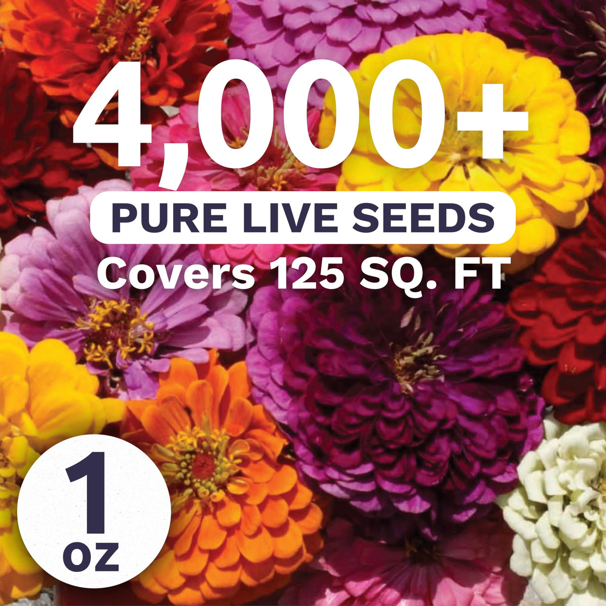 Sweet Yards Zinnia Dahlia Mix blooms in bold colors for vibrant arrangements.