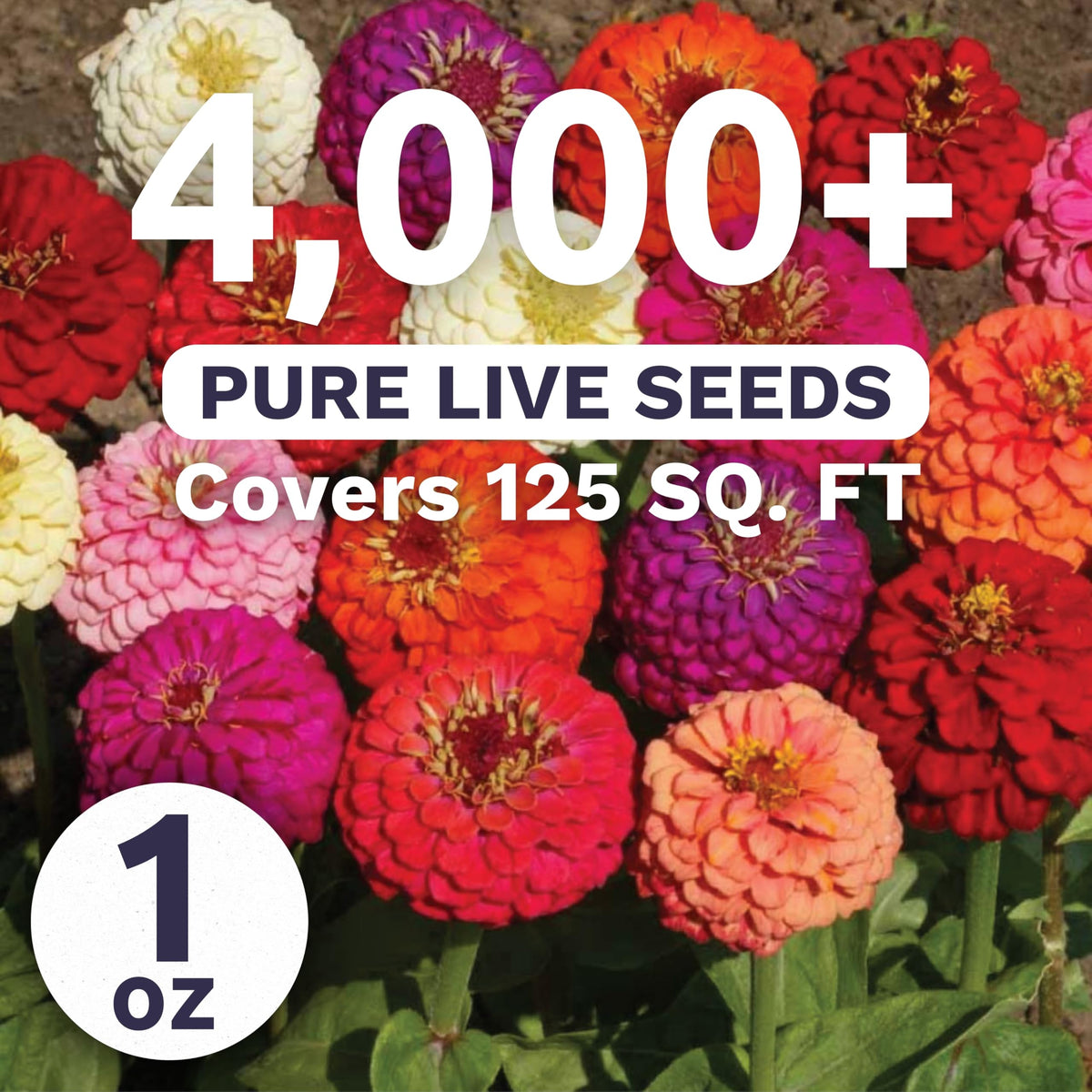 SWEET YARDS Zinnia Lilliput Mix bloom close-up showing pom-pom flowers and color variety.
