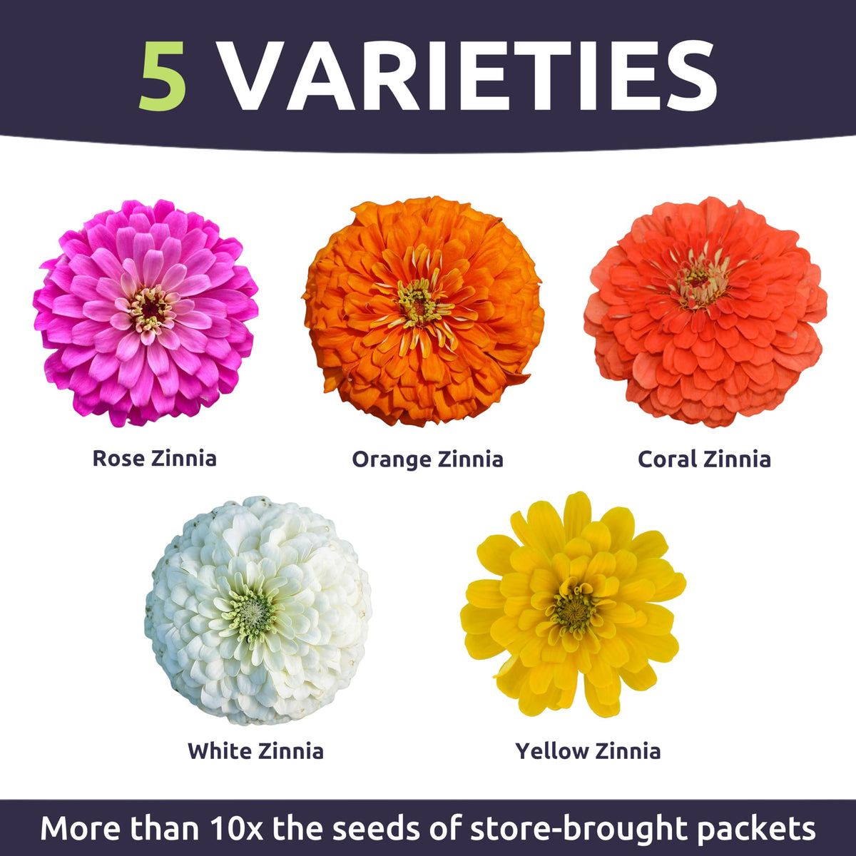 SWEET YARDS Zinnia Lilliput Mix blooms in container or border for cheerful, low-maintenance color.