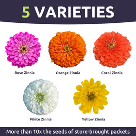 SWEET YARDS Zinnia Lilliput Mix blooms in container or border for cheerful, low-maintenance color.