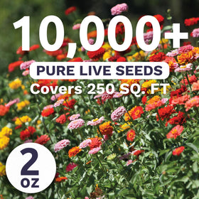 Sweet Yards Zinnia Thumbelina Mix blooms in rainbow colors for bright borders.