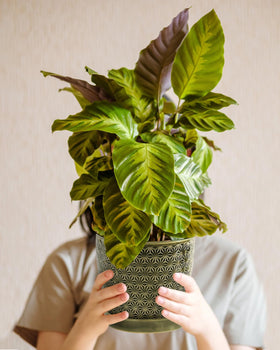 Swicken indoor decor in office or bedroom setting with planter.