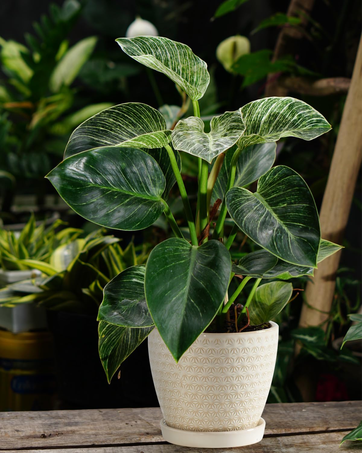 Swicken planters suit office, bedroom, and garden decor.