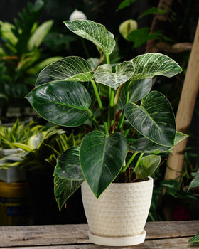 Swicken planters suit office, bedroom, and garden decor.
