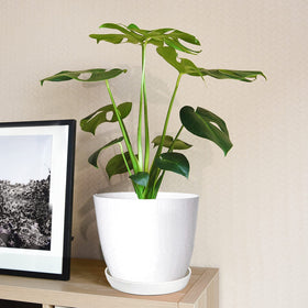 SwinDuck planter shown for indoor and outdoor display versatility