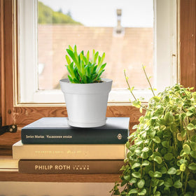 SwinDuck plant pots ideal for succulents and herbs