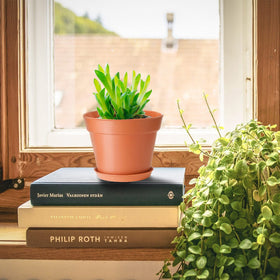 SwinDuck plant pots with saucers, ready to use and protects surfaces from water.