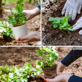 SwinDuck seed starting pots for nursery projects