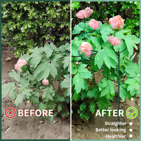 SYITCUN heavy-duty anti-rust peony cage guards delicate blooms from wind.