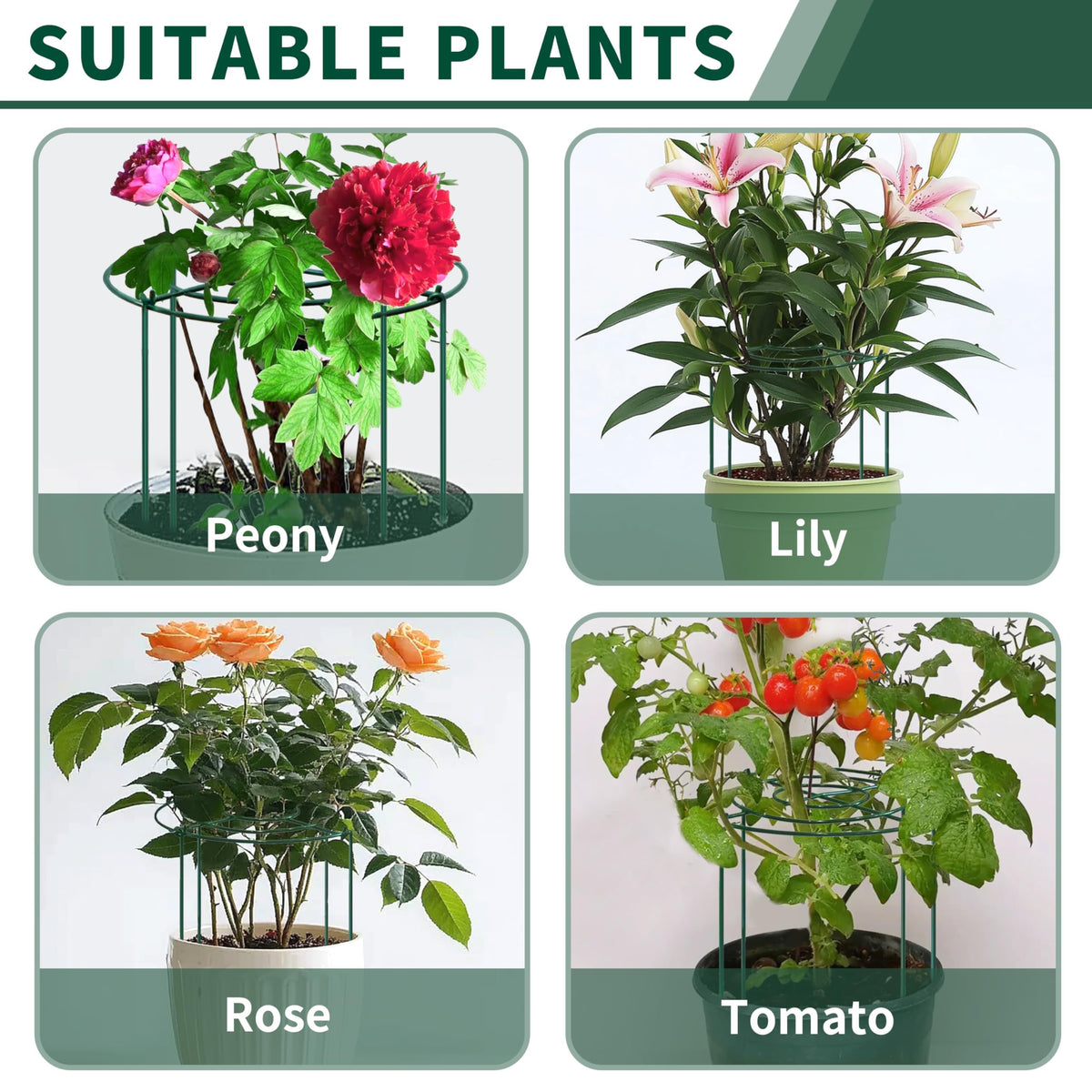 SYITCUN 24-inch peony cage size for mid-height varieties.