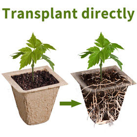 SYITCUN transplant tools 2-pack enable precise handling during transplant