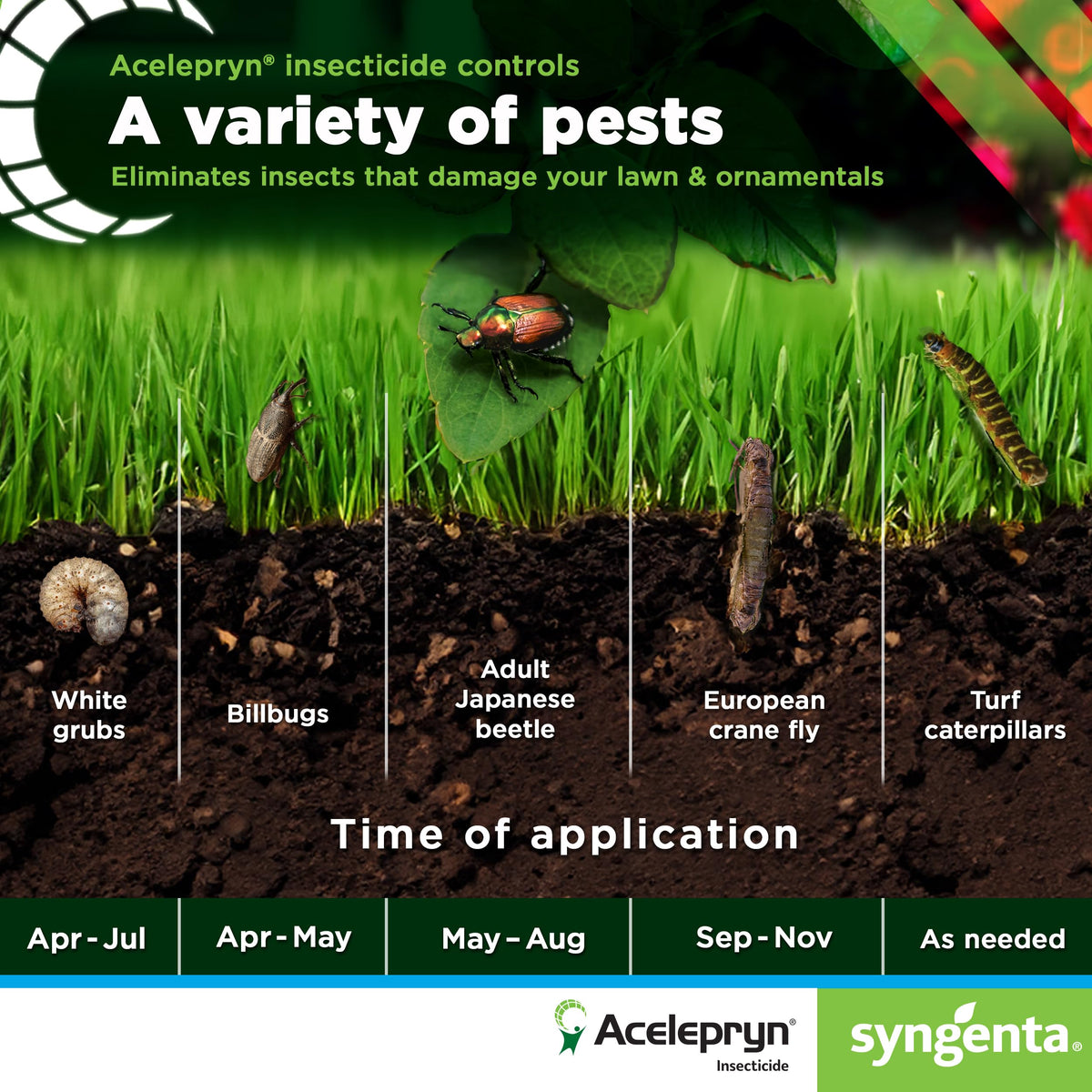 A Acelepryn SC being applied to a lawn leaf for pest control.