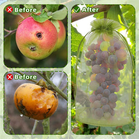 SythorYang transparent bag lets sunlight reach ripening fruit