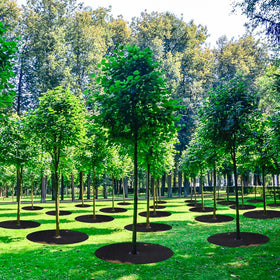SYWHXY weed barrier protects soil and roots from weeds