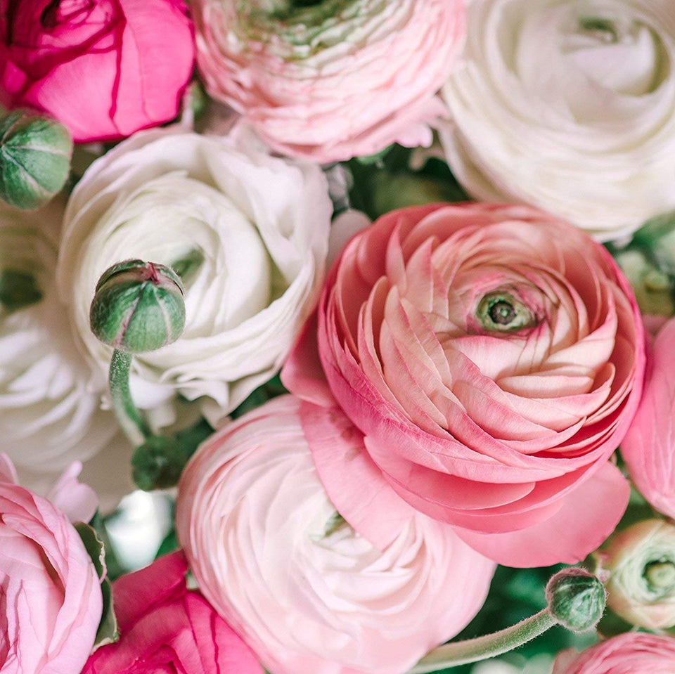 SZRXL Ranunculus Pastel Mix bulbs add vibrant color to garden beds and borders.