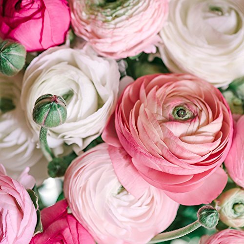 SZRXL Ranunculus Pastel Mix ready for cutting, delivering vase-worthy stems.