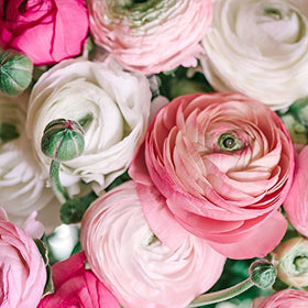 SZRXL Ranunculus Pastel Mix ready for cutting, delivering vase-worthy stems.