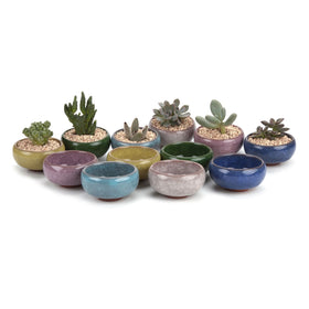 T4U 2.5-inch succulent pot with ice crack glaze for stylish display.