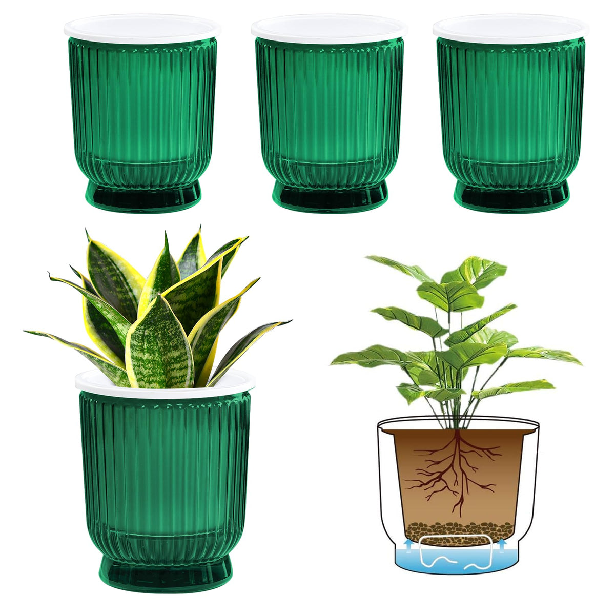 T4U 4.8-inch self-watering pot in translucent green keeps African violets evenly hydrated.