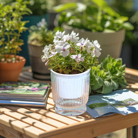 T4U hassle-free maintenance for busy plant lovers