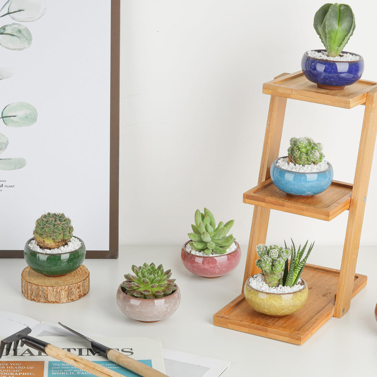 T4U desk décor succulent pots brighten home or office space.