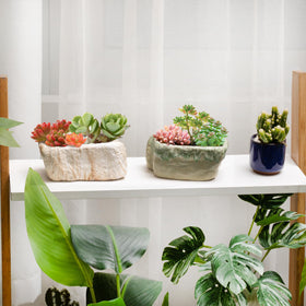T4U pot measures 5.3 x 2.5 x 2.4 inches for compact succulents