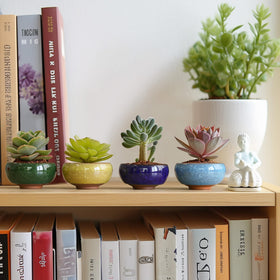 T4U compact pots display-ready for shelves and desks.