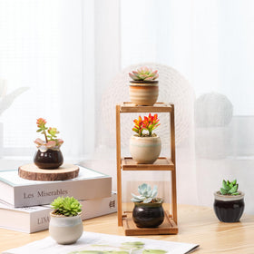 T4U drainage-capable pot keeps succulents thriving on small surfaces.
