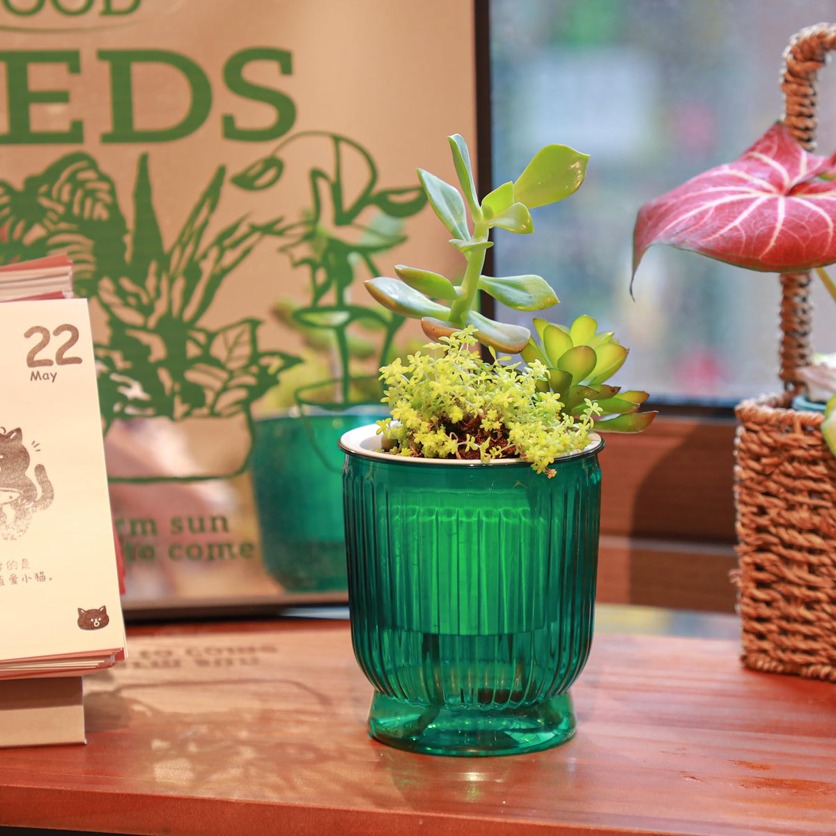 T4U four-pack set offers versatile options for grouping plants.