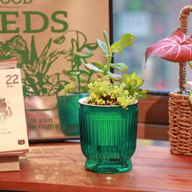 T4U four-pack set offers versatile options for grouping plants.