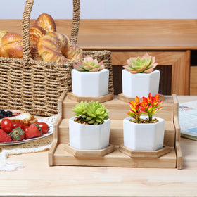 T4U Gift-ready Succulent Planters perfect for gifting gardeners.