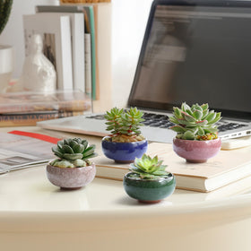 T4U giftable ceramic planters set for plant lovers.