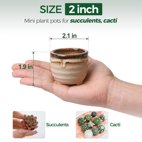 T4U glazed ceramic succulent pot with baby plants, adds elegant color to home decor.
