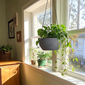 T4U 2-in-1 planter can hang or sit on a table for flexible display.