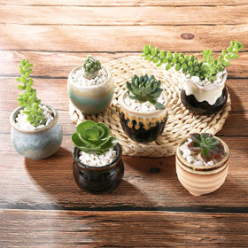 T4U herb and succulent compatible pots for indoor gardens and learning.