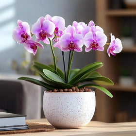 T4U Leca pebbles aesthetic-pots elevate display and drainage.