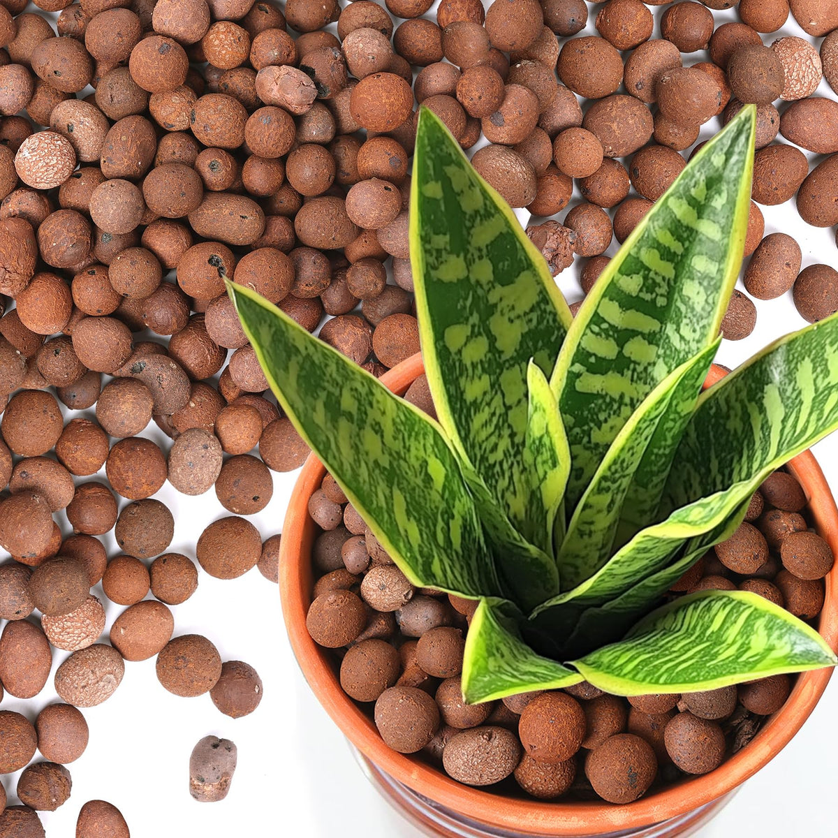T4U Leca pebbles for plants showing drainage to support healthier roots