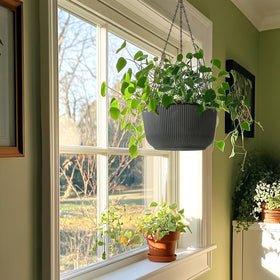 Lifestyle shot with plants thriving in T4U hanging planters
