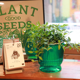 T4U indoor-outdoor friendly pot supports busy plant lovers.