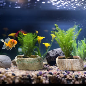 T4U pots only; plants not included, ready for your selection