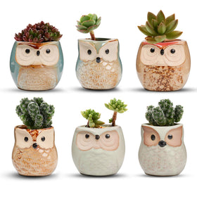 T4U owl ceramic succulent planter with drainage holes for small plants.