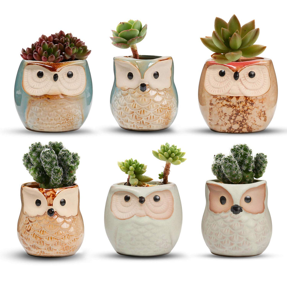 T4U owl ceramic succulent planter with drainage holes for small plants.