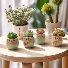 T4U 12-pack owl planters ready for home or office display.